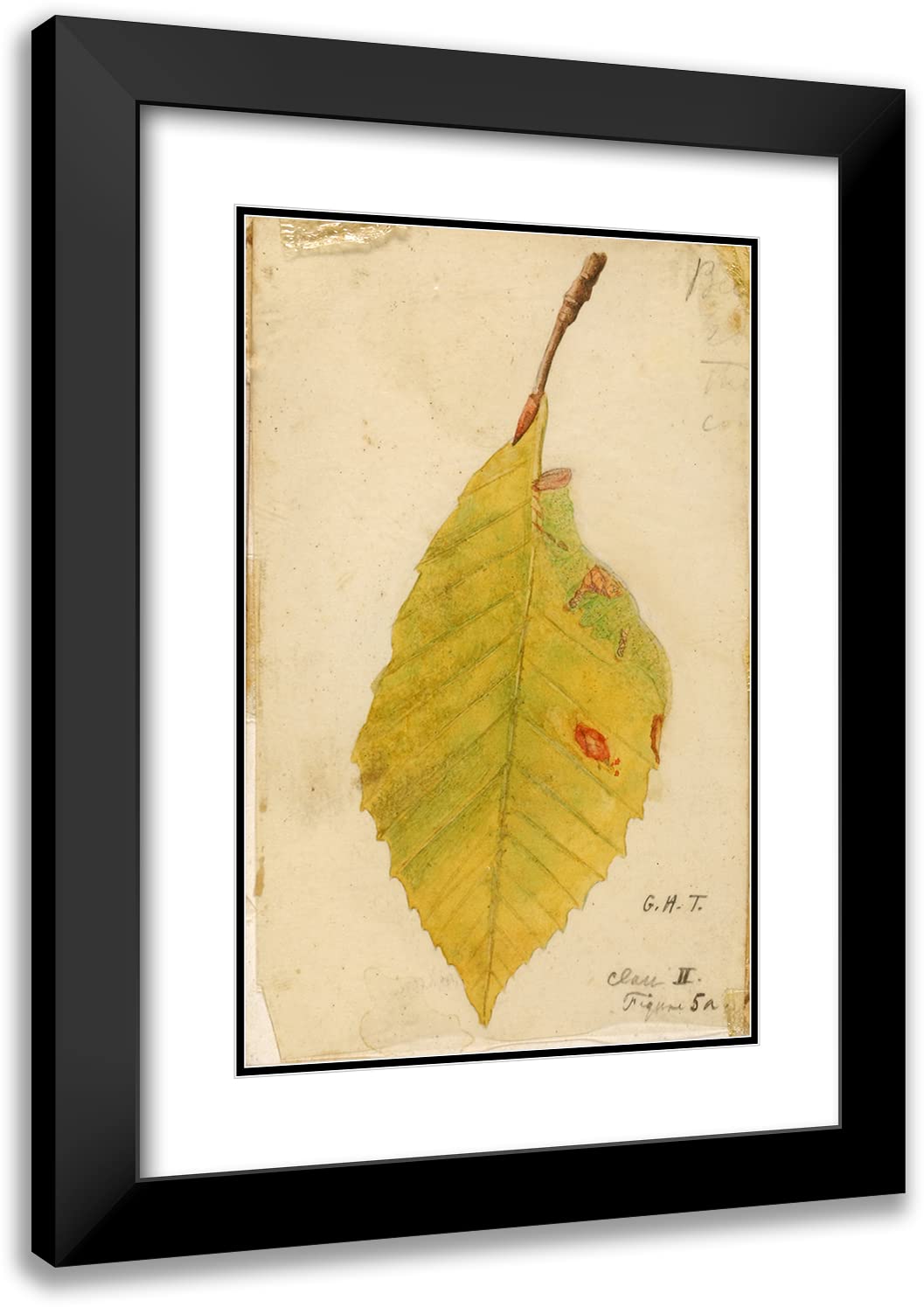 Emma Beach Thayer 13x18 Inch Black Modern Frame with Double Matted Museum Art Print - Crumpled and Withered Leaf Edge Mimicking Caterpillar - Wall Decor for Living Room, Bedroom & Office