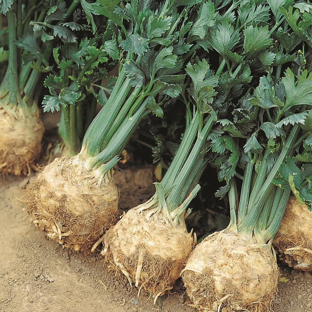 Organic Giant Prague Celeriac Seeds for Planting - Non-GMO Heirloom Vegetable Seeds for Home Garden - Perfect for Soups, Salads & Roasted Dishes