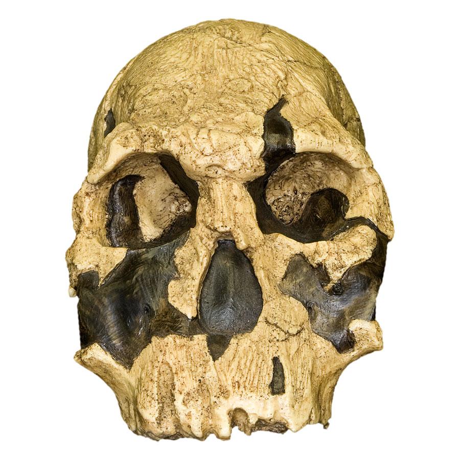 Replica KNM ER 1470 Hominid Skull - Fossil Cast for Anthropology Study & Science Education - Perfect for Classroom Display, Museum Exhibit & Paleontology Research