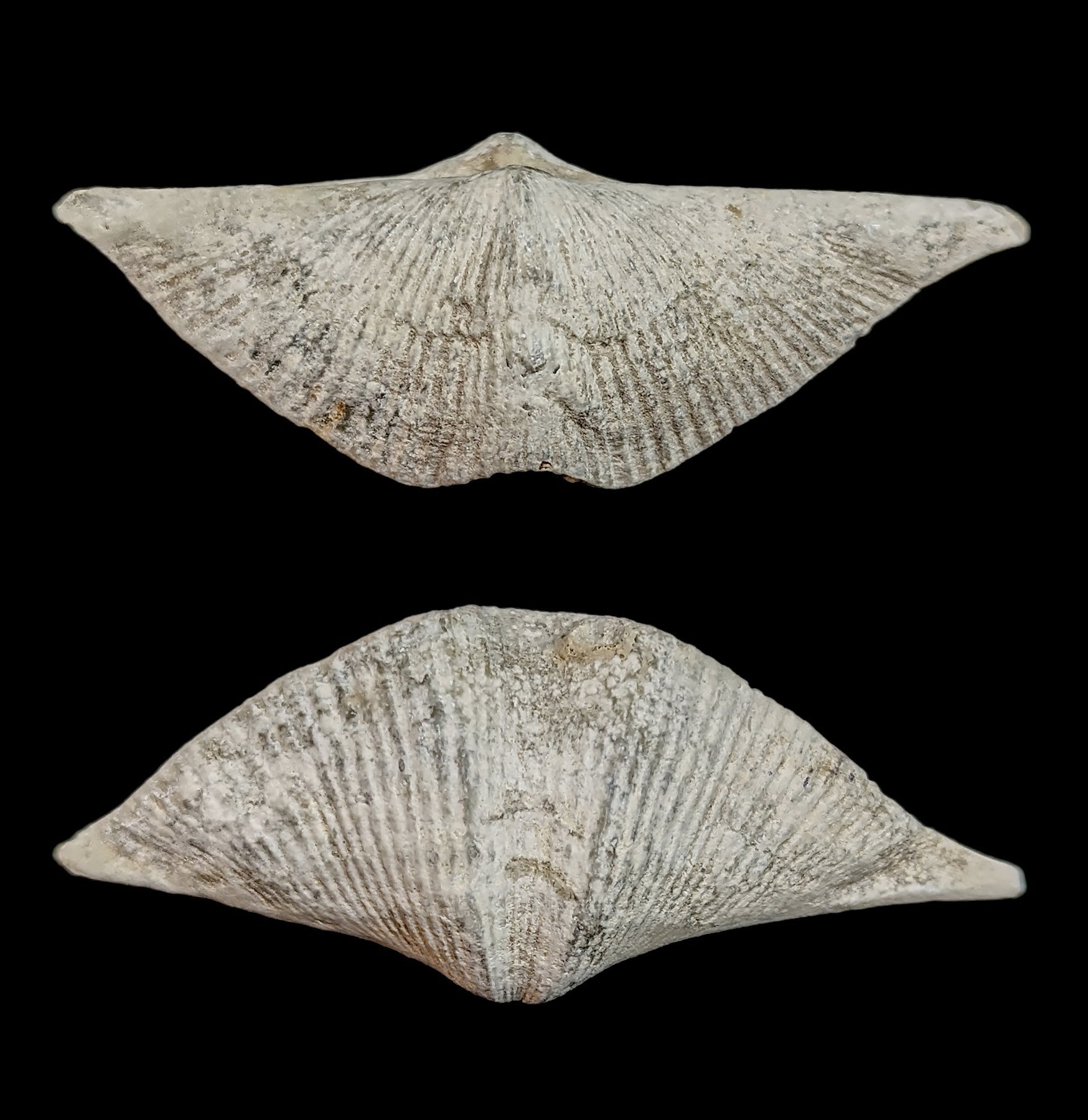 Authentic Fossilized Brachiopod - Ancient Marine Fossil Specimen for Collectors & Education | Perfect for Home Decor, Classroom Display & Paleontology Gifts