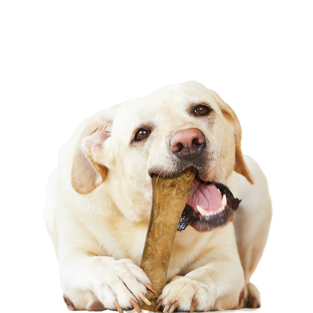 Healthy Chicken Flavor Dog Dental Chews - Natural Teeth Cleaning Treats for Small & Large Dogs - Promotes Fresh Breath & Oral Hygiene - Perfect for Daily Dental Care & Training Rewards