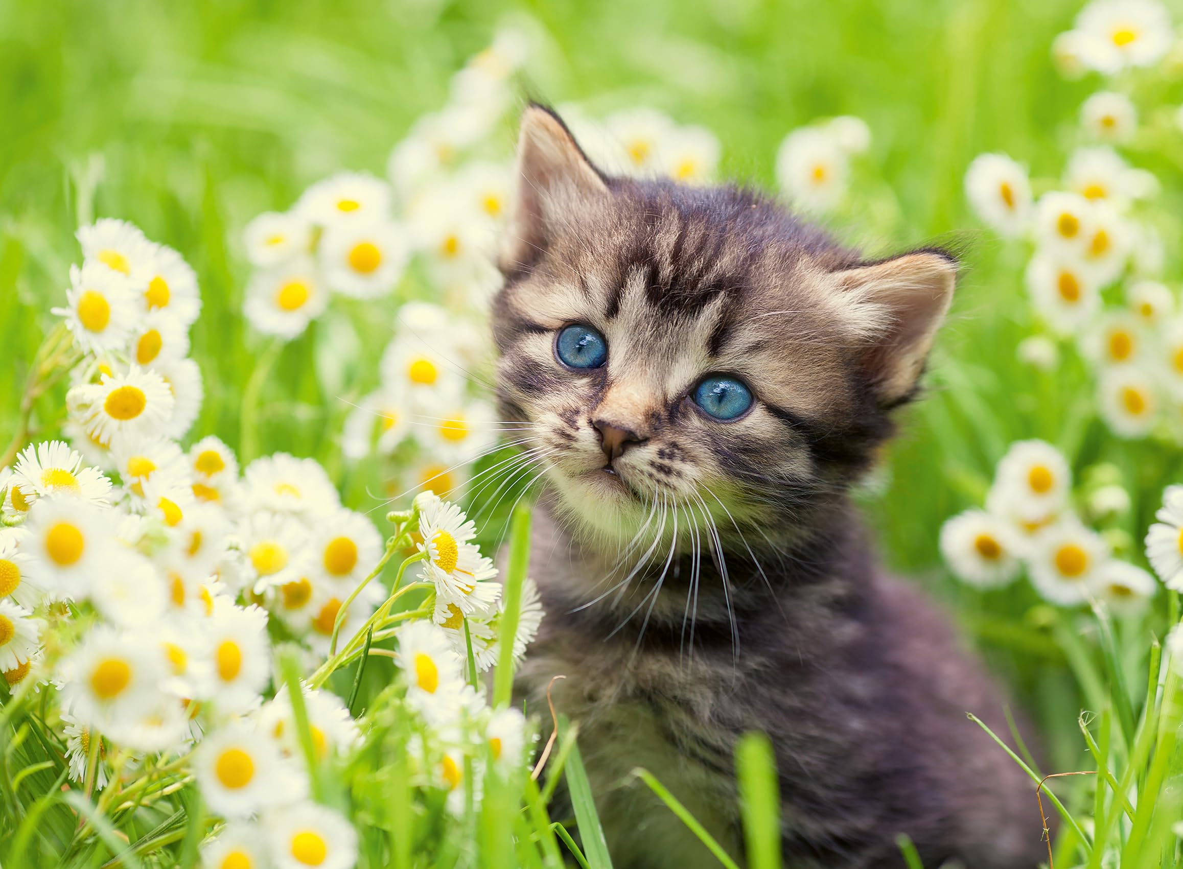 Ravensburger 12000367 - Cat in the Meadow - 500 Piece Puzzle for Adults & Kids Ages 12+ | Animal Puzzle for Family Game Night & Relaxation