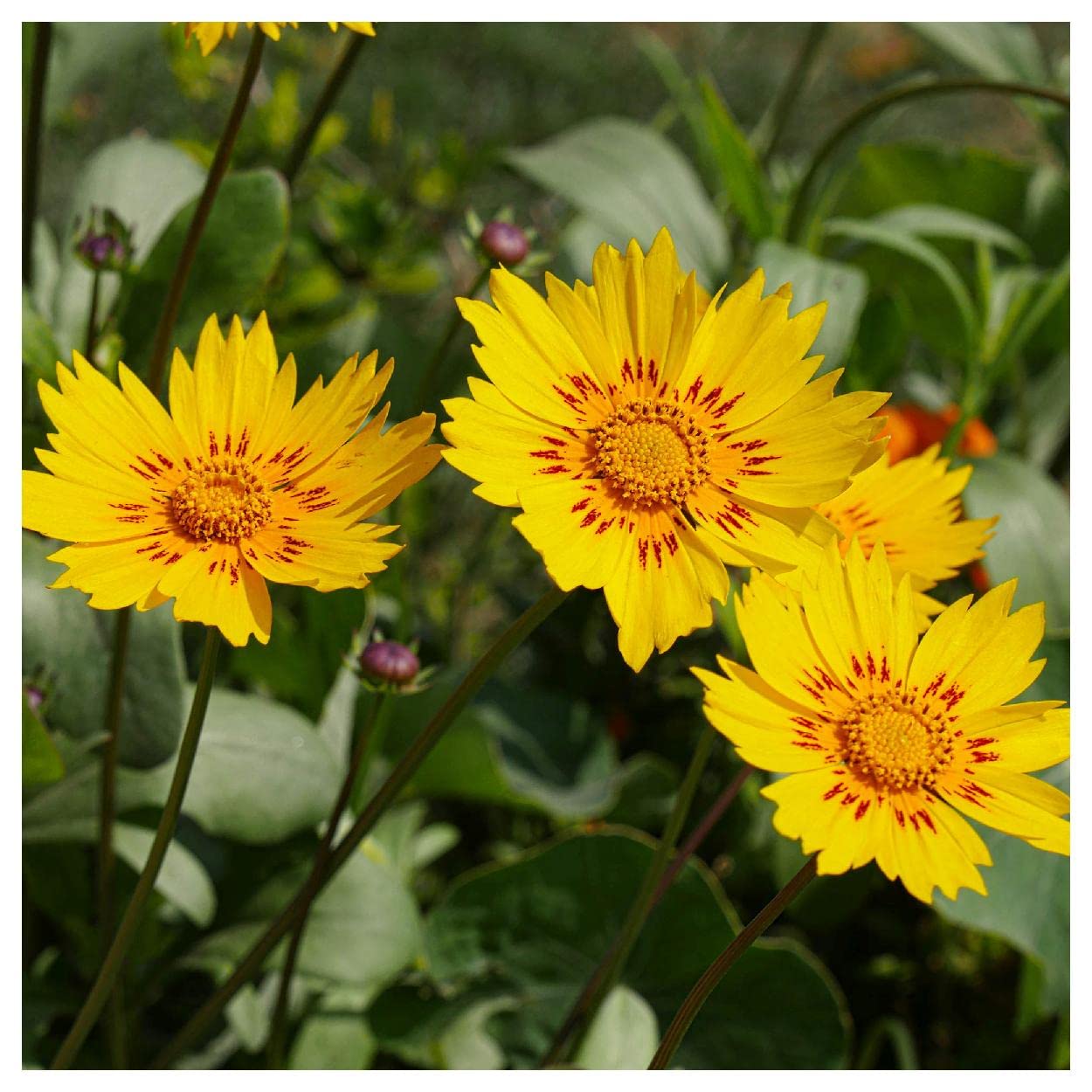 Everwilde Farms - 500 Picta Tickseed Native Wildflower Seeds - Gold Vault Jumbo Seed Packet for Pollinator Gardens & Landscaping
