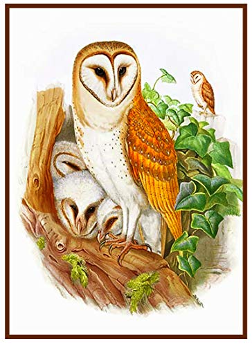 Mama Baby Owls by Naturalist John Gould Counted Cross Stitch Pattern