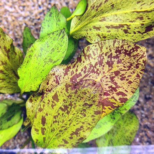 TCulture Echinodorus Ozelot Red Aquatic Plant in Pot - Perfect for Aquascaping, Fish Tanks & Freshwater Aquariums