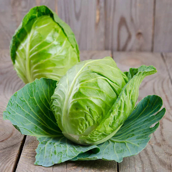 Charleston Wakefield Cabbage Seeds - Heirloom, Non-GMO, High-Yield Green Cabbage for Home Gardening, Fresh Salads & Fermenting Sauerkraut