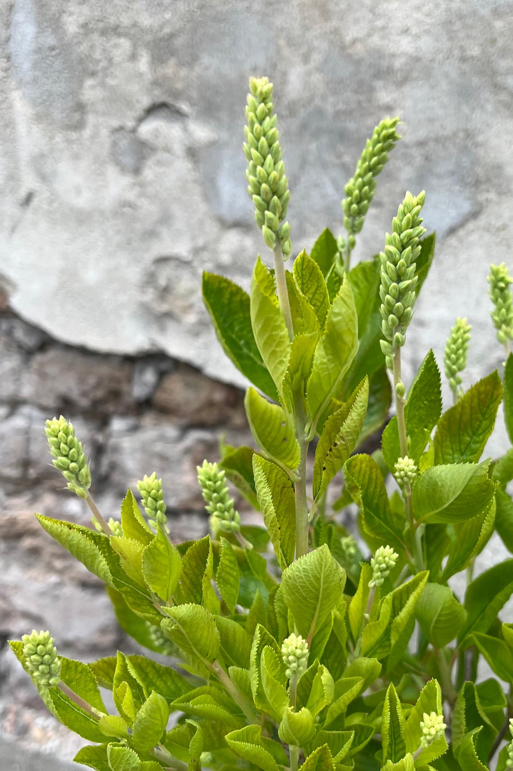 Clethra alnifolia 'Caleb Vanilla Spice' #2 Container - Fragrant Summersweet Shrub for Pollinator Gardens & Wetland Landscaping