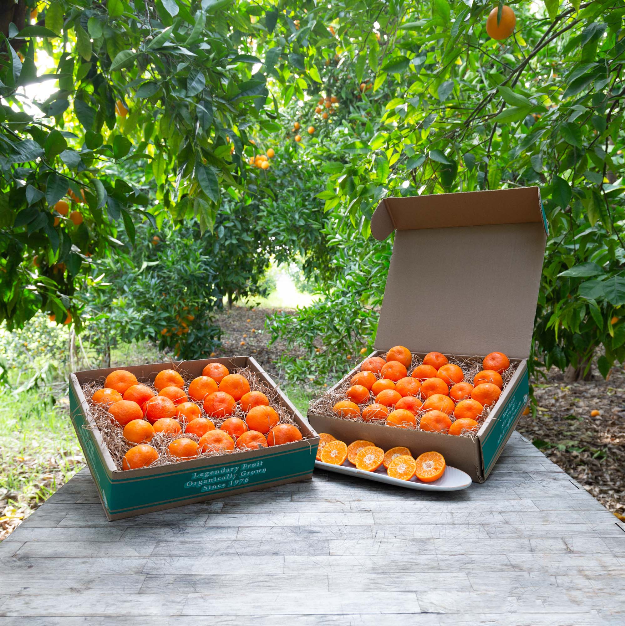 Fresh Organic Daisy Tangerines - Sweet & Juicy Citrus Fruits for Snacking, Juicing & Healthy Recipes | Perfect for Lunchboxes, Smoothies & Desserts