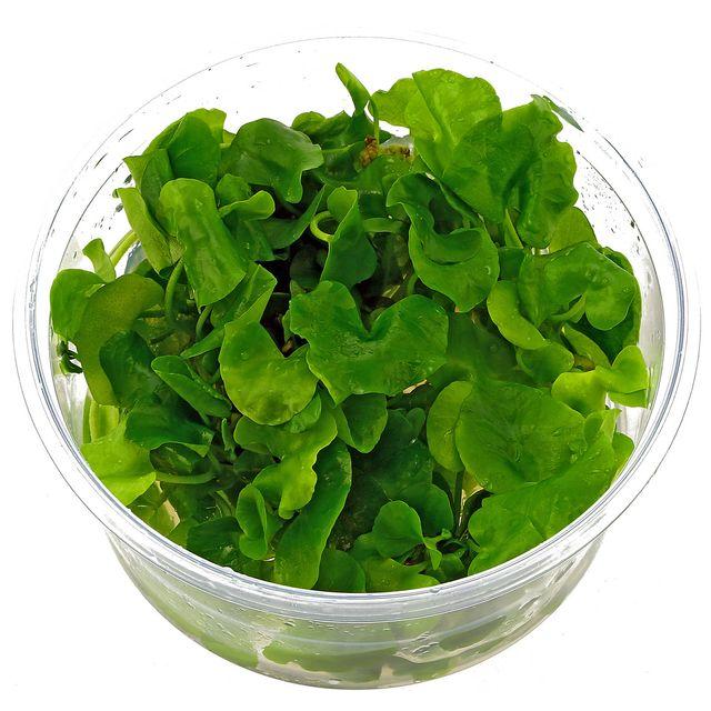 Dennerle Nymphoides Taiwan TC - Live Aquatic Plant for Freshwater Aquariums | Perfect for Fish Tanks, Aquascaping & Water Gardens