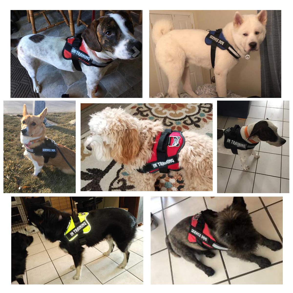 Bolux 2-Pack Removable Dog Vest Patches for Harness - Emotional Support, Service Dog, in Training, Therapy Dog, DO NOT PET, Keep Going - PU Material for Pet Safety & Identification (Ideal for Public Outings, Dog Parks & Training Sessions)