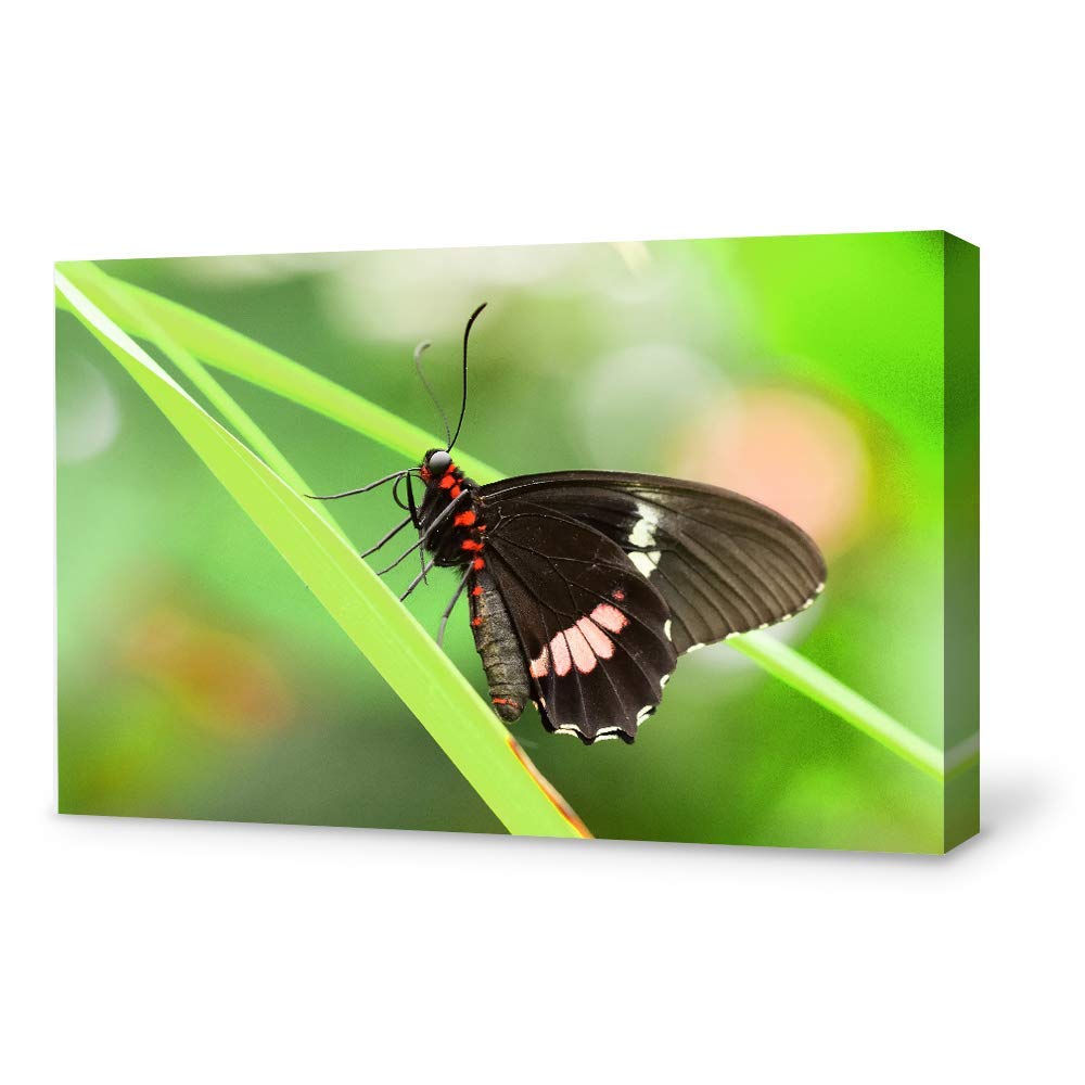 Beautiful Butterfly Giclee Canvas Wall Art - 12x18 Inches Handmade Painting for Bedroom, Living Room, Home & Office Decoration