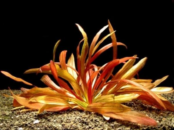 TCulture Echinodorus 'Rubin x Narrow Leaf' Live Aquarium Plant in Pot - Perfect for Freshwater Fish Tanks, Aquascaping & Aquatic Gardens