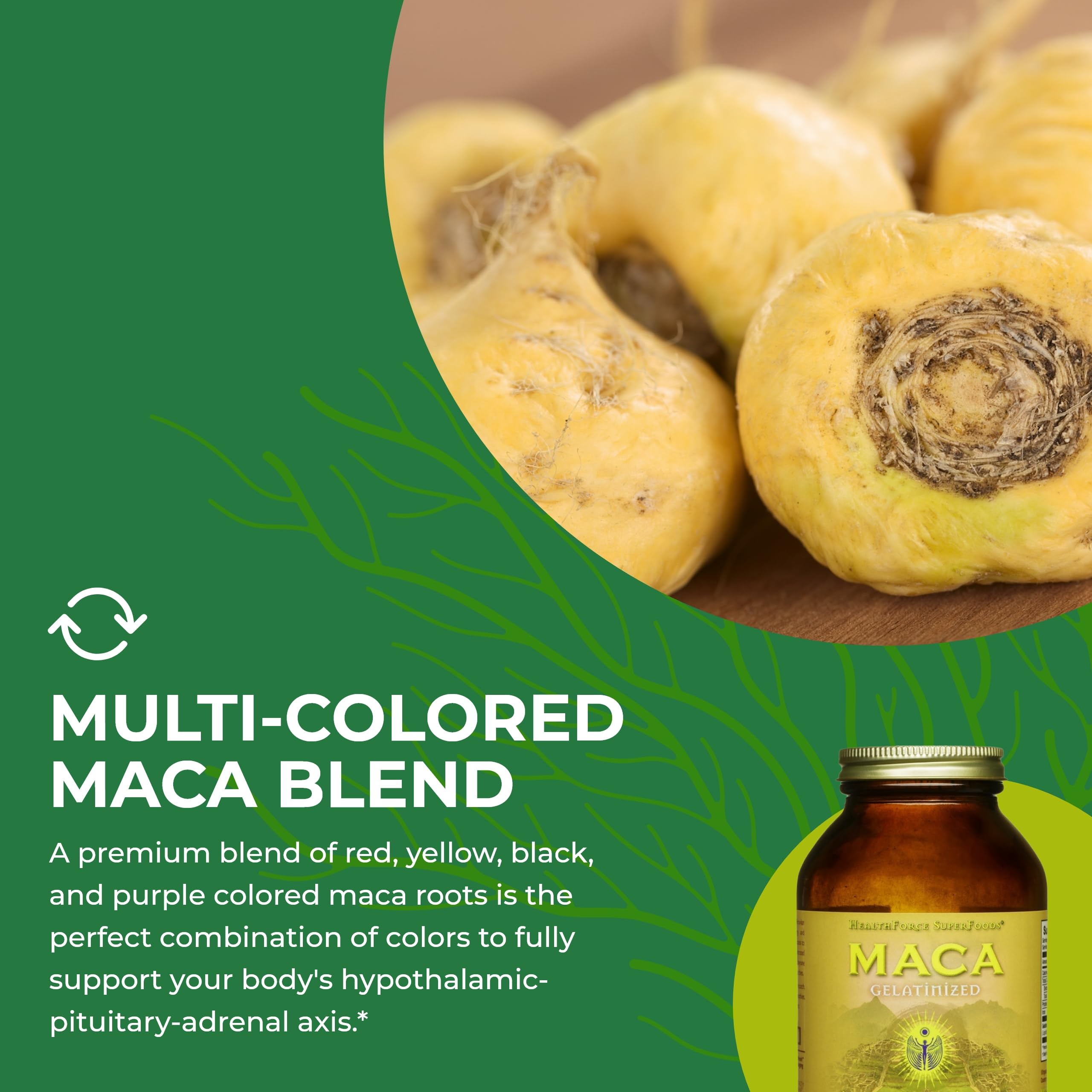 HealthForce SuperFoods Gelatinized Maca Powder - 8 Oz Organic Peruvian Maca Root for Energy, Hormone Balance & Stress Relief - Perfect for Smoothies, Baking & Wellness Drinks