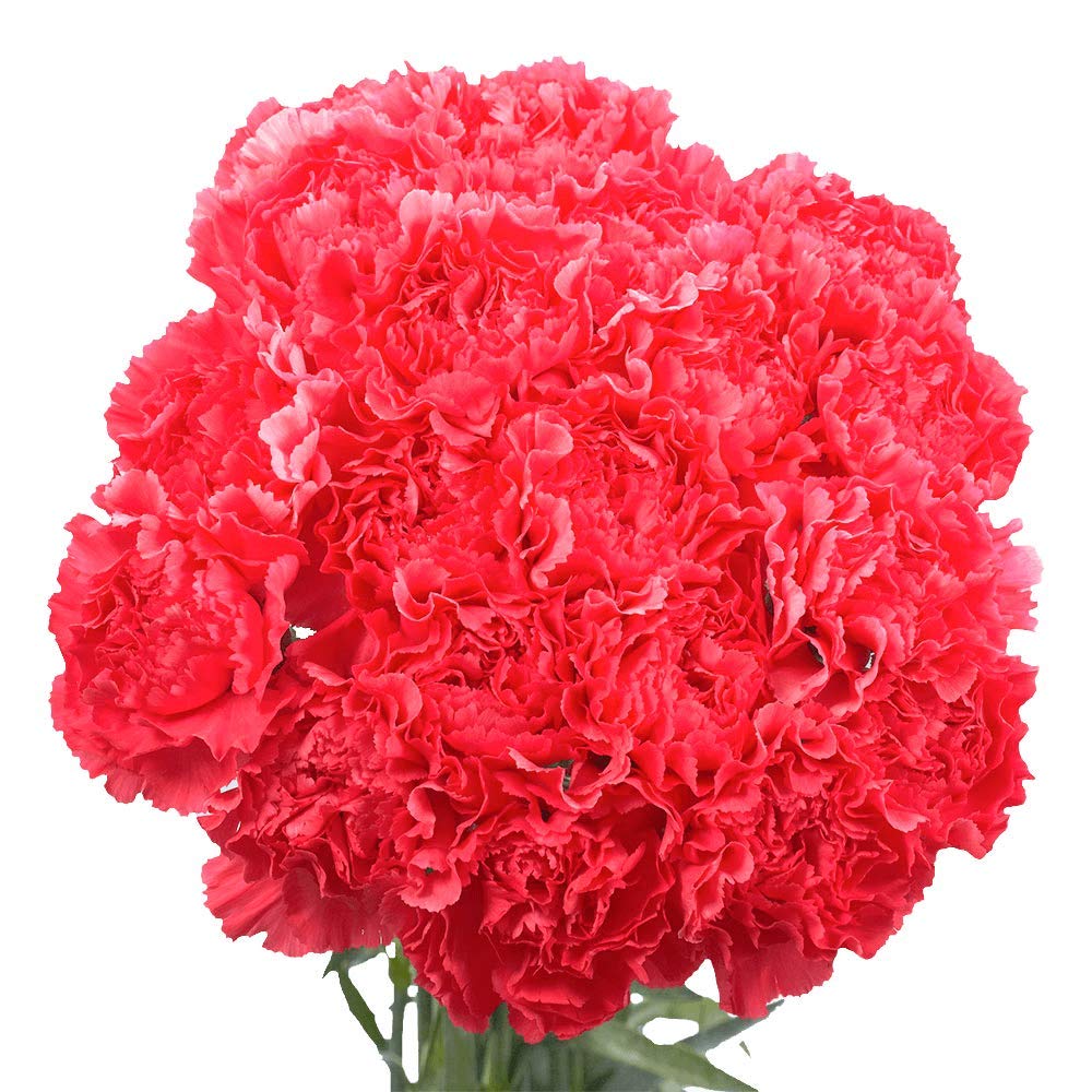 200 Fresh Hot Pink Carnations - Premium Cut Flowers for Anniversary, Birthday, Bridal Shower & Women's Day Gifts - Long-Lasting Floral Arrangements for Home Decor, Wedding Centerpieces & Special Occasions