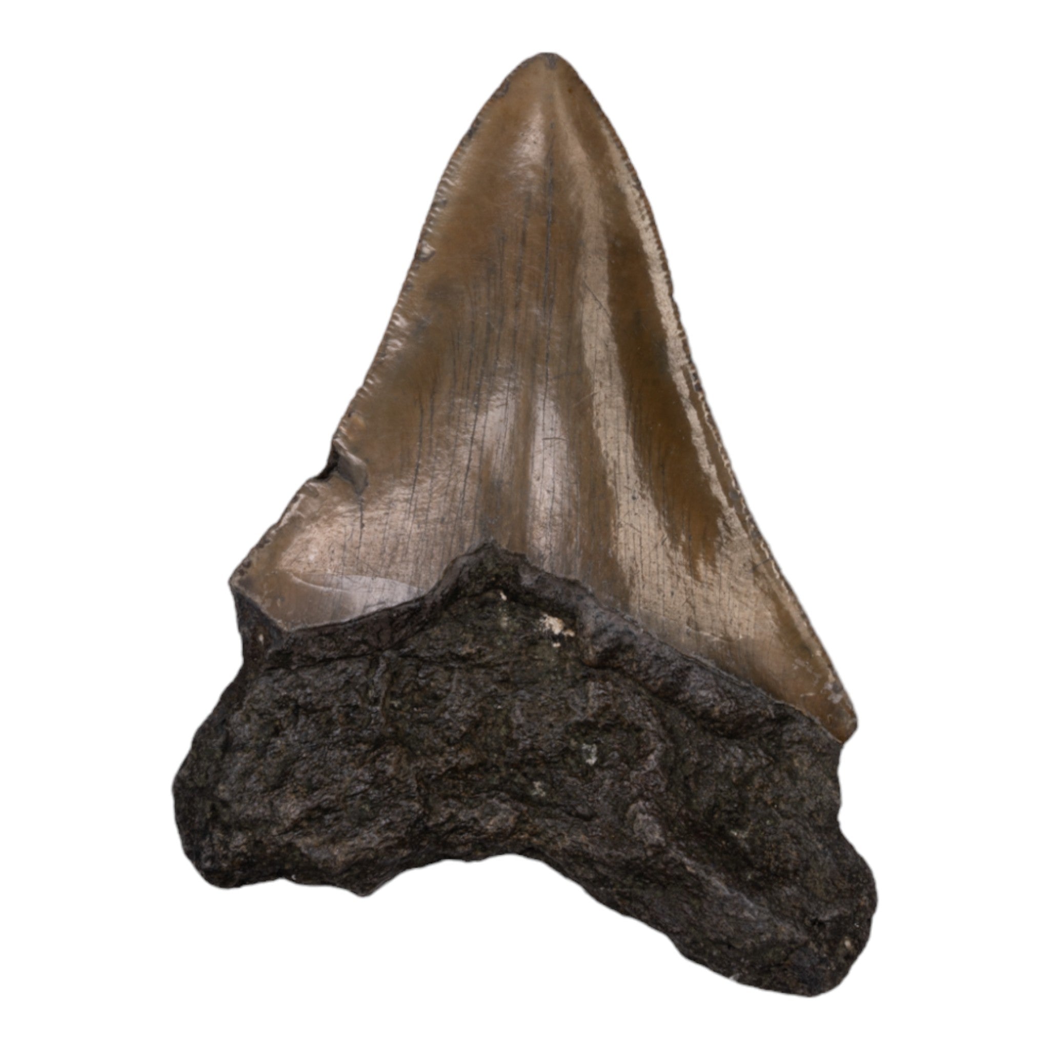 Genuine Megalodon Tooth Fossil - Authentic Shark Tooth Collectible for Display & Education - Perfect for Home Decor, Classroom, and Paleontology Enthusiasts