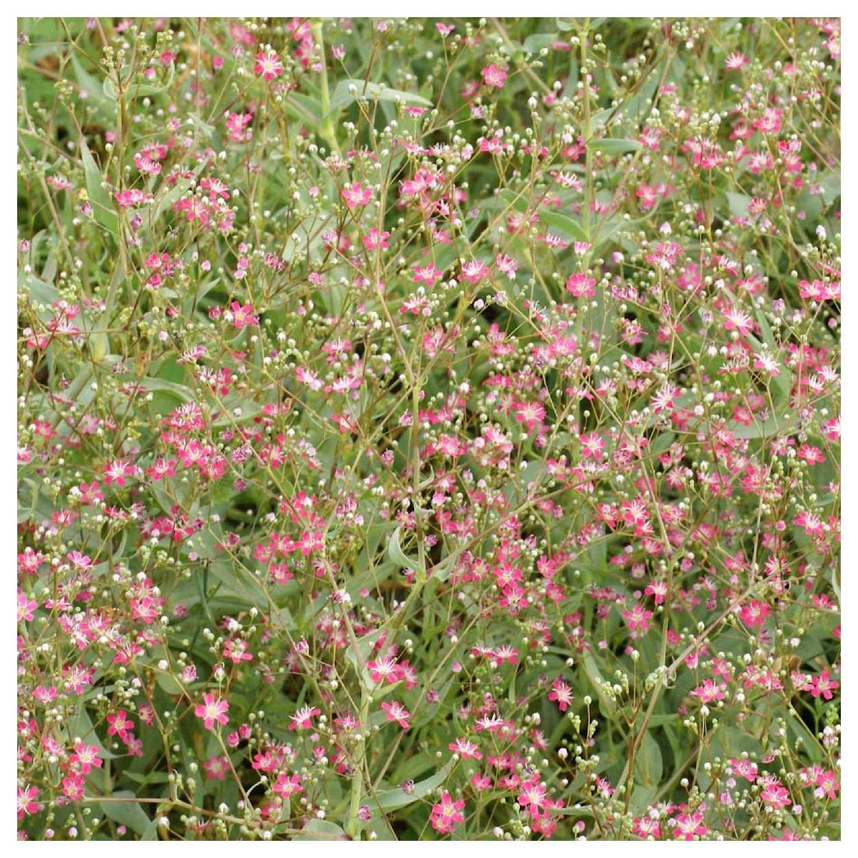 Everwilde Farms - 1/4 Lb Deep Carmine Baby's Breath Wildflower Seeds - Gold Vault Pack - Perfect for Wedding Bouquets, Garden Borders & DIY Floral Arrangements