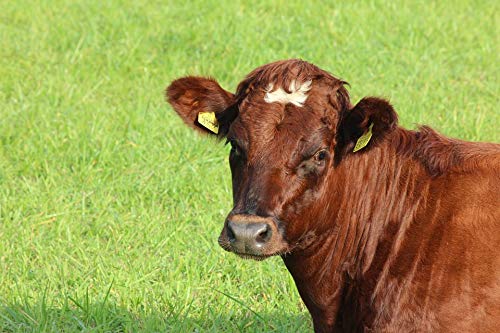20x30 Inch Laminated Cow Calf Summer Poster - Vibrant Colors & HD Print - Perfect for Home Decor, Nursery, Farmhouse Style - Fits Standard Picture Frames