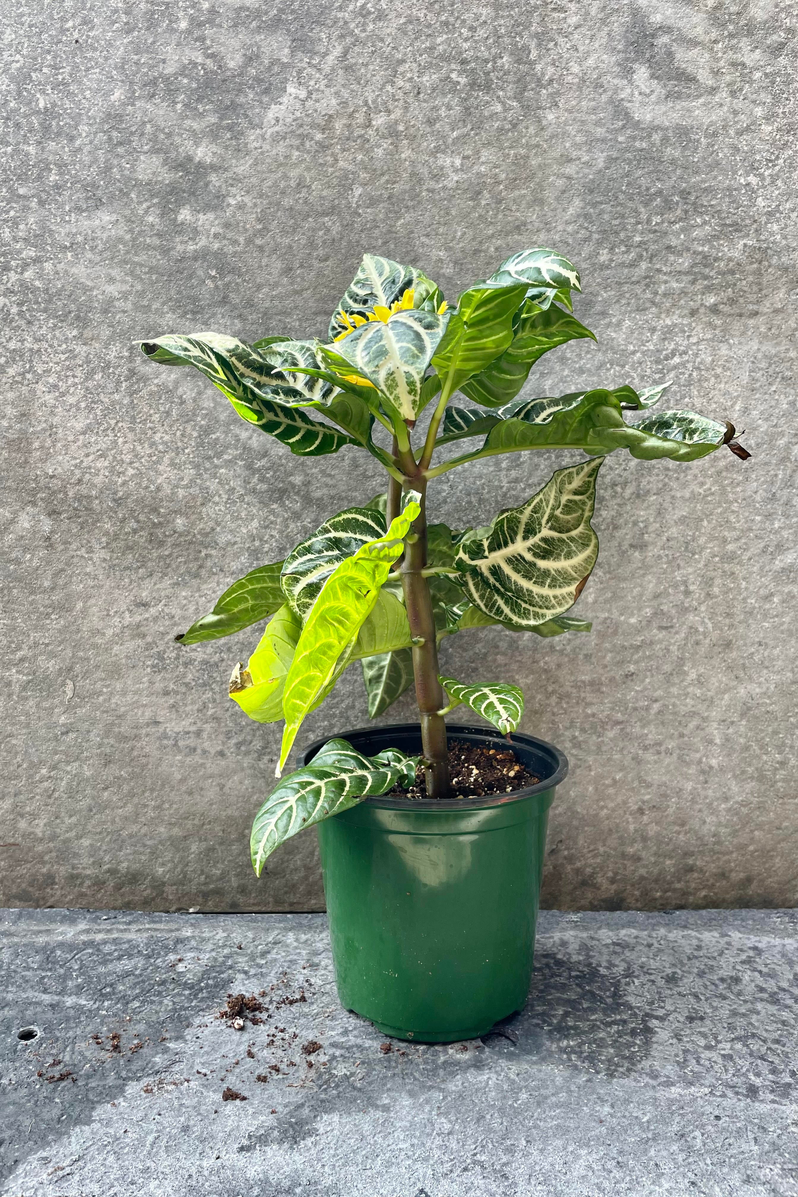 Aphelandra Squarrosa Zebra Plant - 6