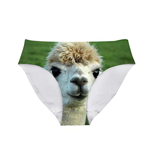 Alpaca