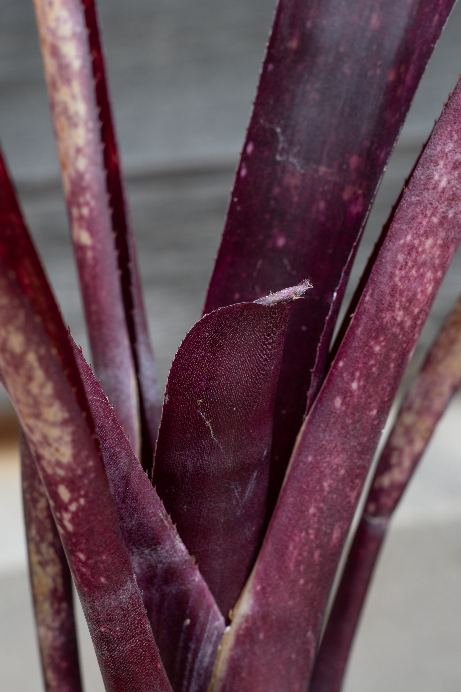 Billbergia 'Flamenco' - 6 Inch Exotic Bromeliad Plant for Home & Office Decor | Perfect for Indoor Gardens, Tropical Displays, and Gift Giving