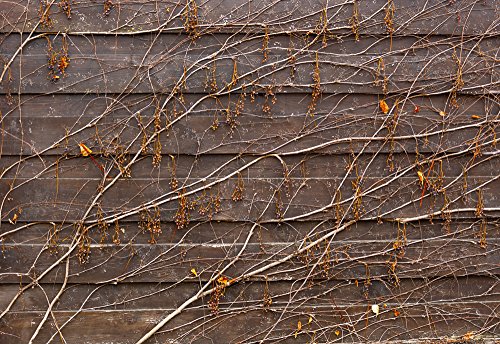 Orange Vines Draping