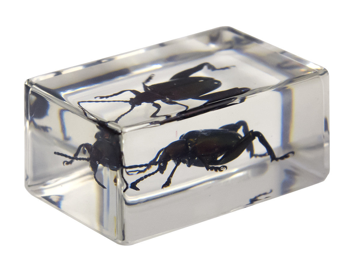 3D Bug Specimen Kit #3 - Realistic Insect Models for Science Education & Home Decor - Perfect for Classroom Learning, Nature Study, and Halloween Decorations