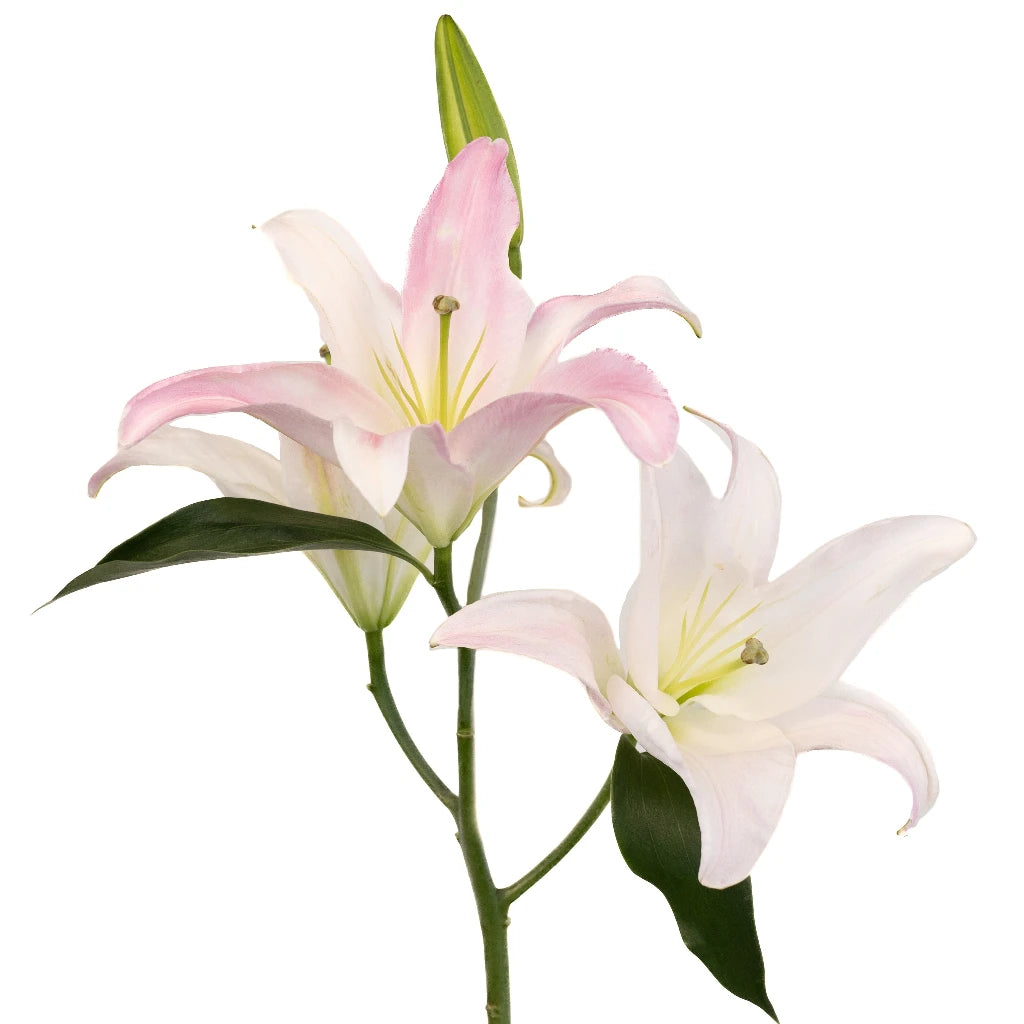 Blush Oriental Lily Bulbs - Fragrant Pink Flowers for Garden Planting, Wedding Bouquets & Home Decor