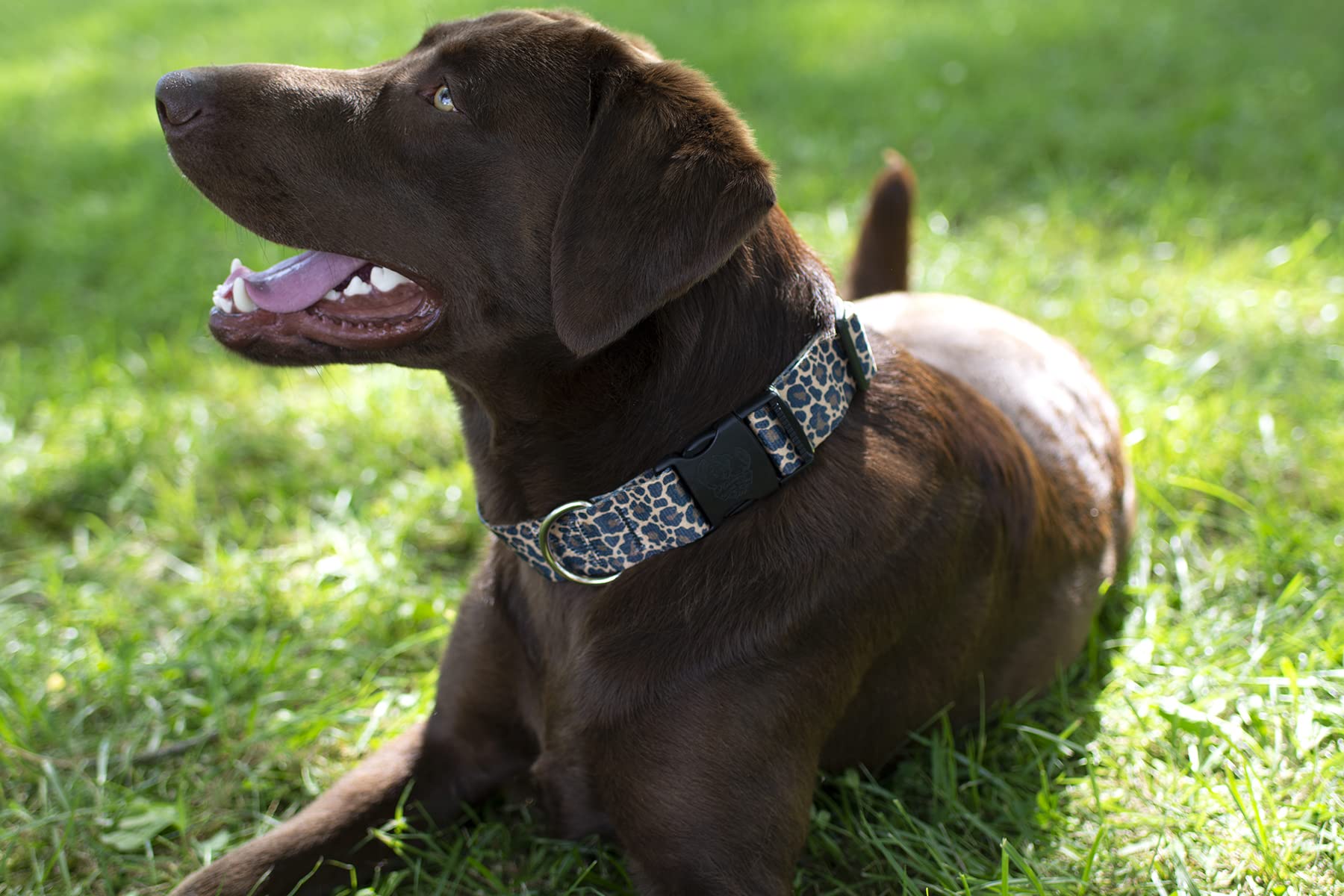 Country Brook Design - Leopard Print Polyester Webbing for DIY Crafts, Pet Collars & Fashion Accessories | Durable & Stylish Animal Print Trim