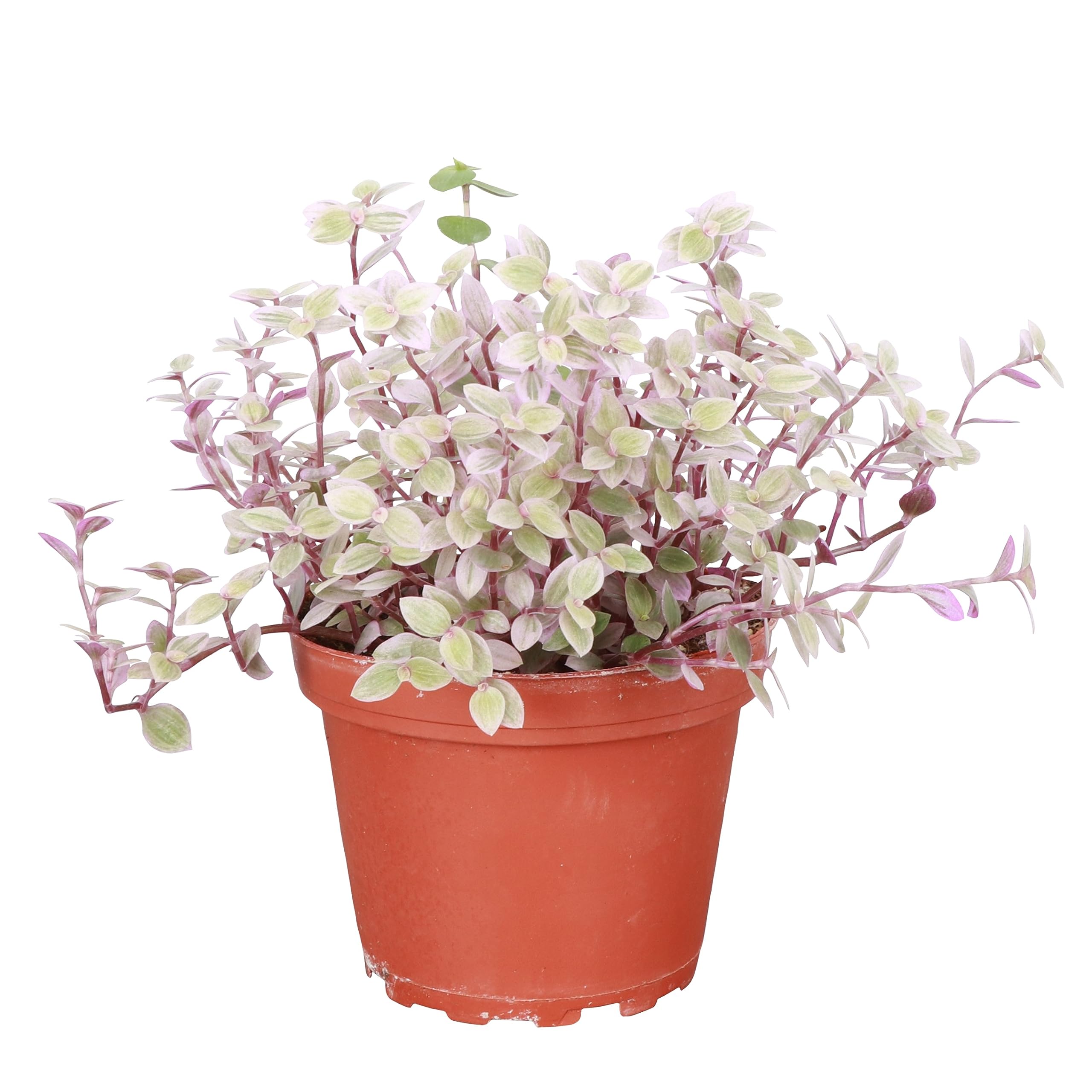 Live Pink Lady Tradescantia Plant (Tradescantia Callisia Repens) - 4