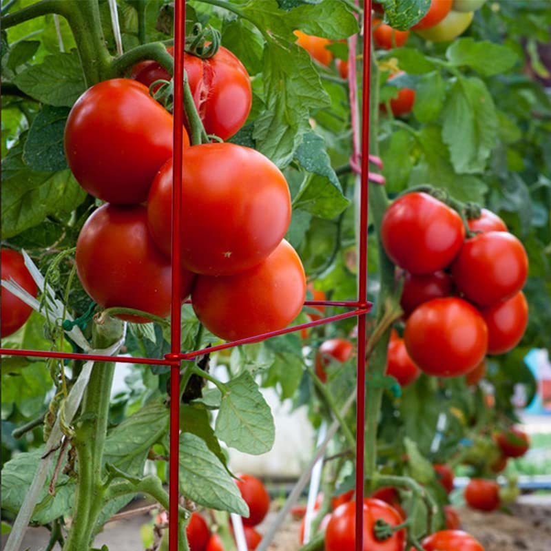 Heavy Duty Tomato Cages Plant Stand with 164 Feet Twist Ties - Sturdy Garden Plant Supports for Tomatoes, Cucumbers & Climbing Vegetables | Perfect for Home Gardening, Backyard Farms & Greenhouse Use