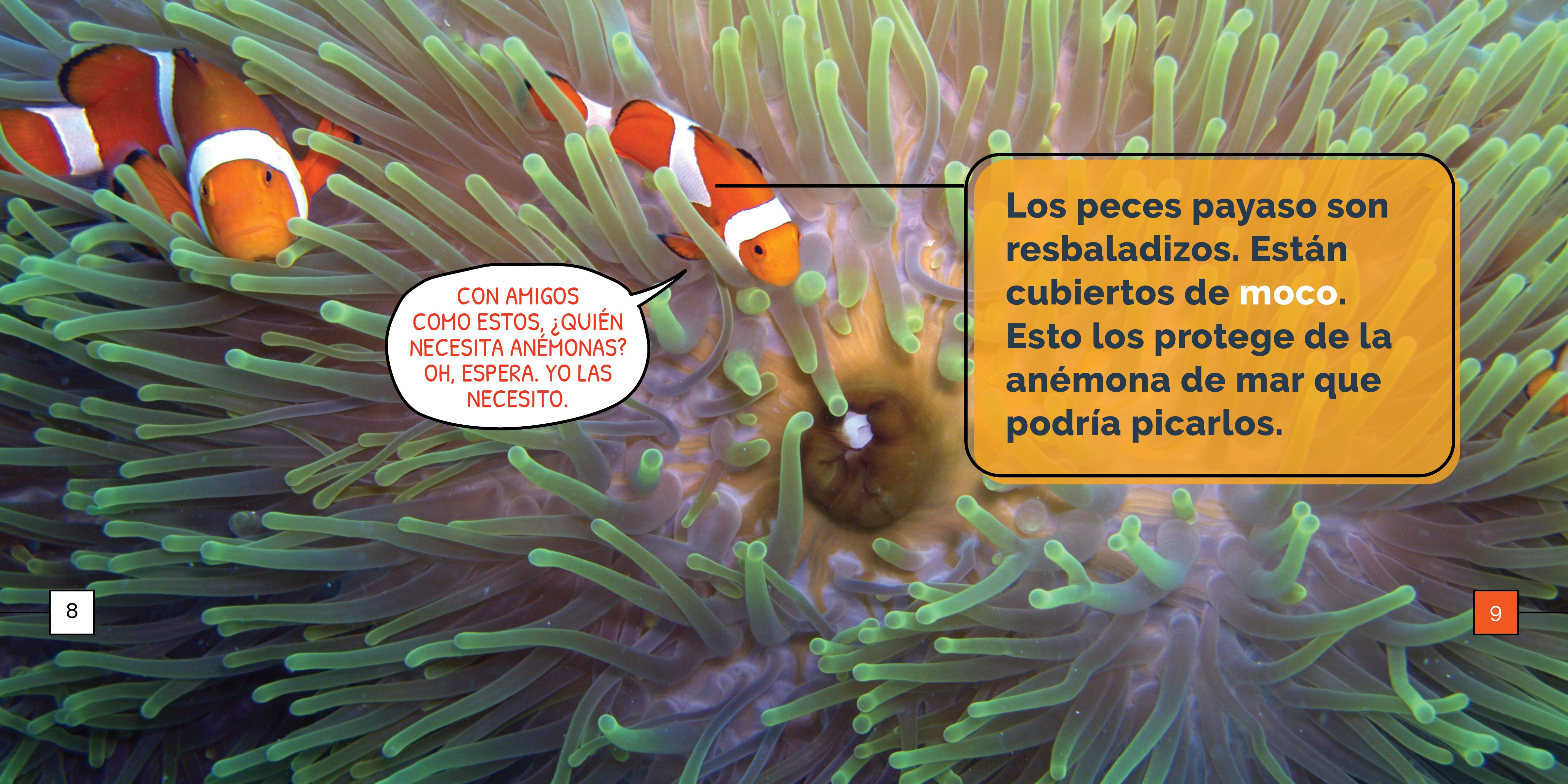 Clownfish for Saltwater Aquariums - Vibrant & Hardy Marine Fish for Reef Tanks | Perfect for Home Aquariums & Ocean-Themed Decor
