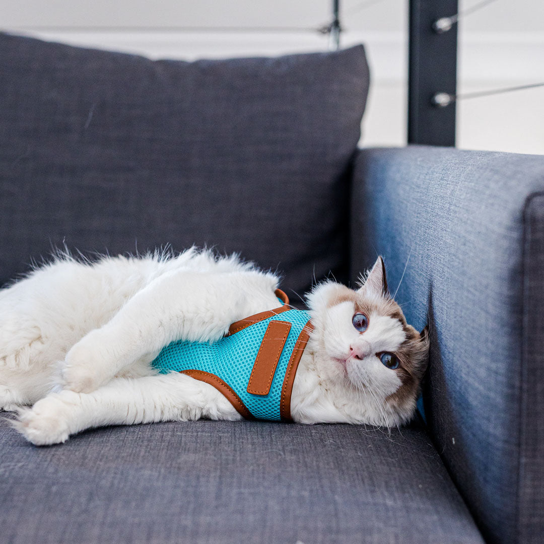 Sky Blue Cat Harness with Tan Trim - Adjustable & Escape-Proof Pet Vest for Safe Outdoor Adventures - Perfect for Walking, Hiking & Travel