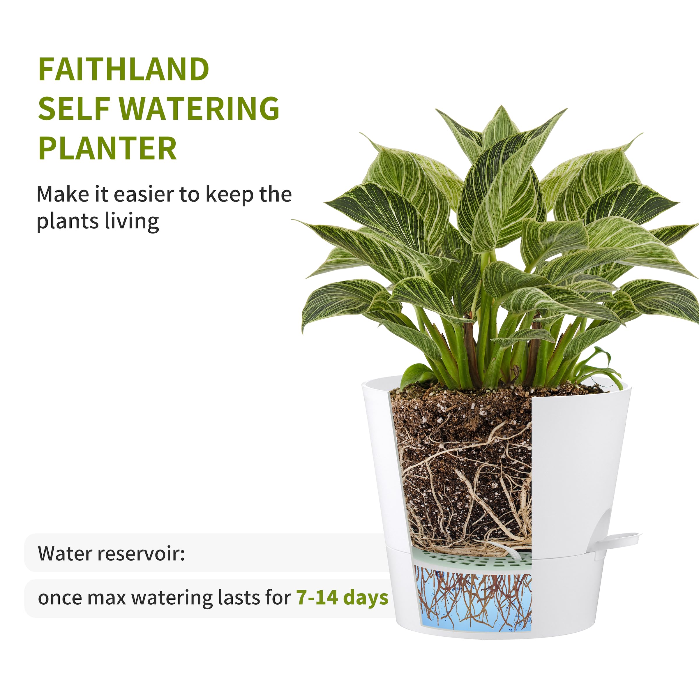 FaithLand 2-Pack 8 Inch Self Watering Planters for Indoor Outdoor Plants - White Flower Pots with Deep Water Reservoir - Perfect for Herbs, Succulents, and Home Garden Decor