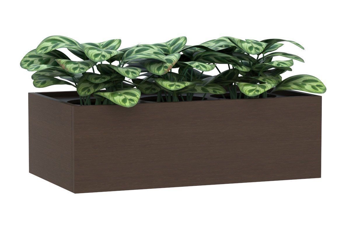 wenge