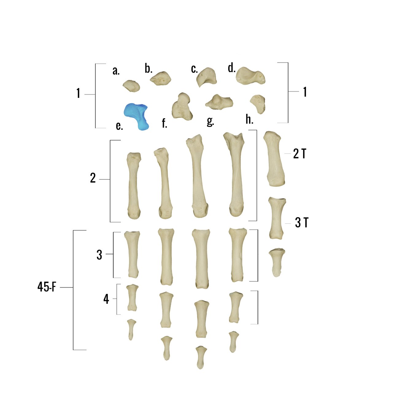 Real Human Hand Skeleton Model - Anatomically Accurate Single Bone Structure for Medical Study, Halloween Decor & Science Education