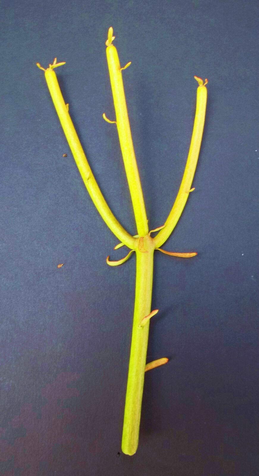 Euphorbia Tirucalli Pencil Cactus Plant - Fire Stick Flame Cuttings (20 Pack) for Home Decor, Office Desk & Succulent Gardens