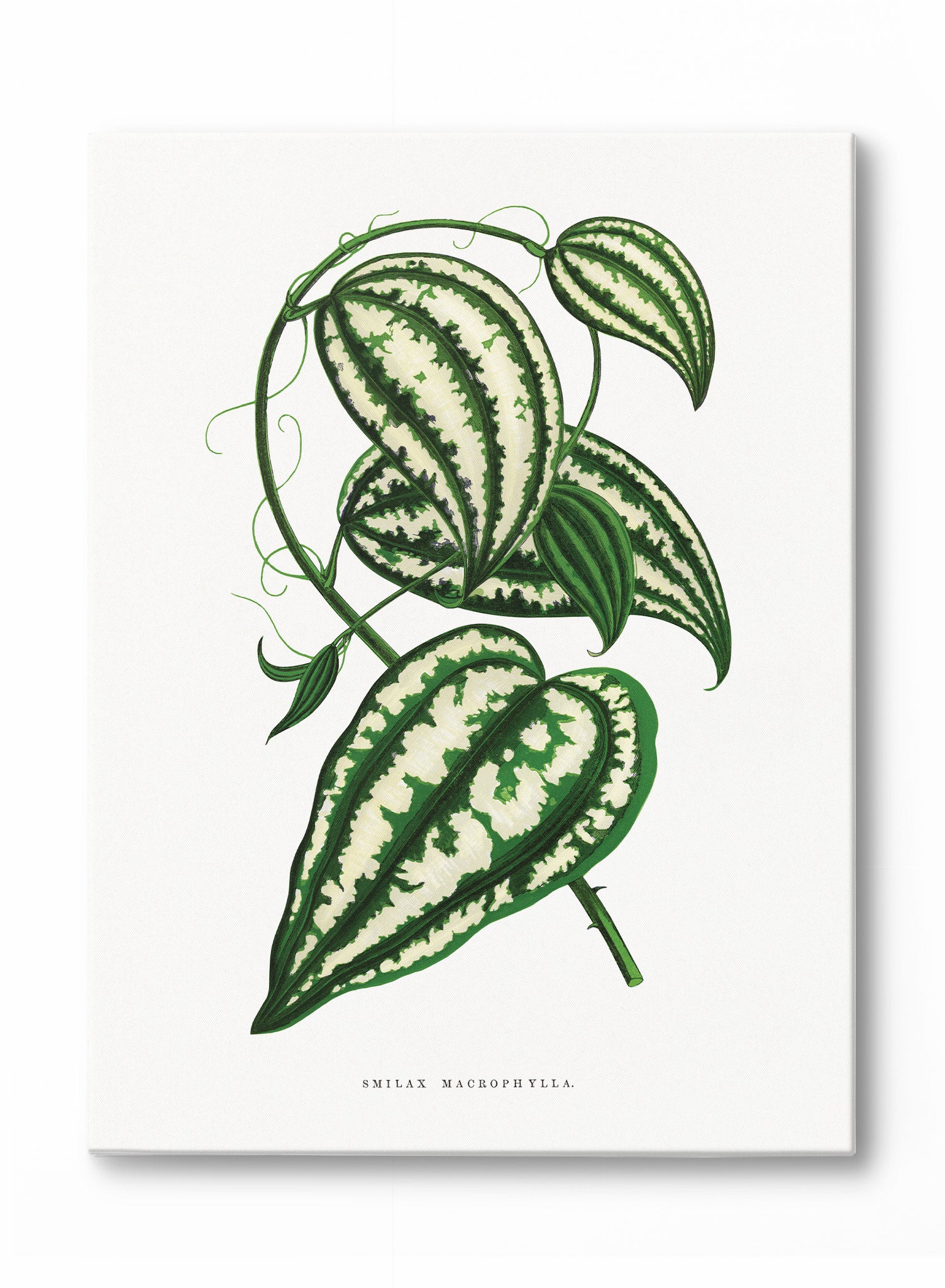 Large Leaf Greenbrier Vine - Natural Canvas Texture - Perfect for Home Decor, Wall Art & DIY Craft Projects