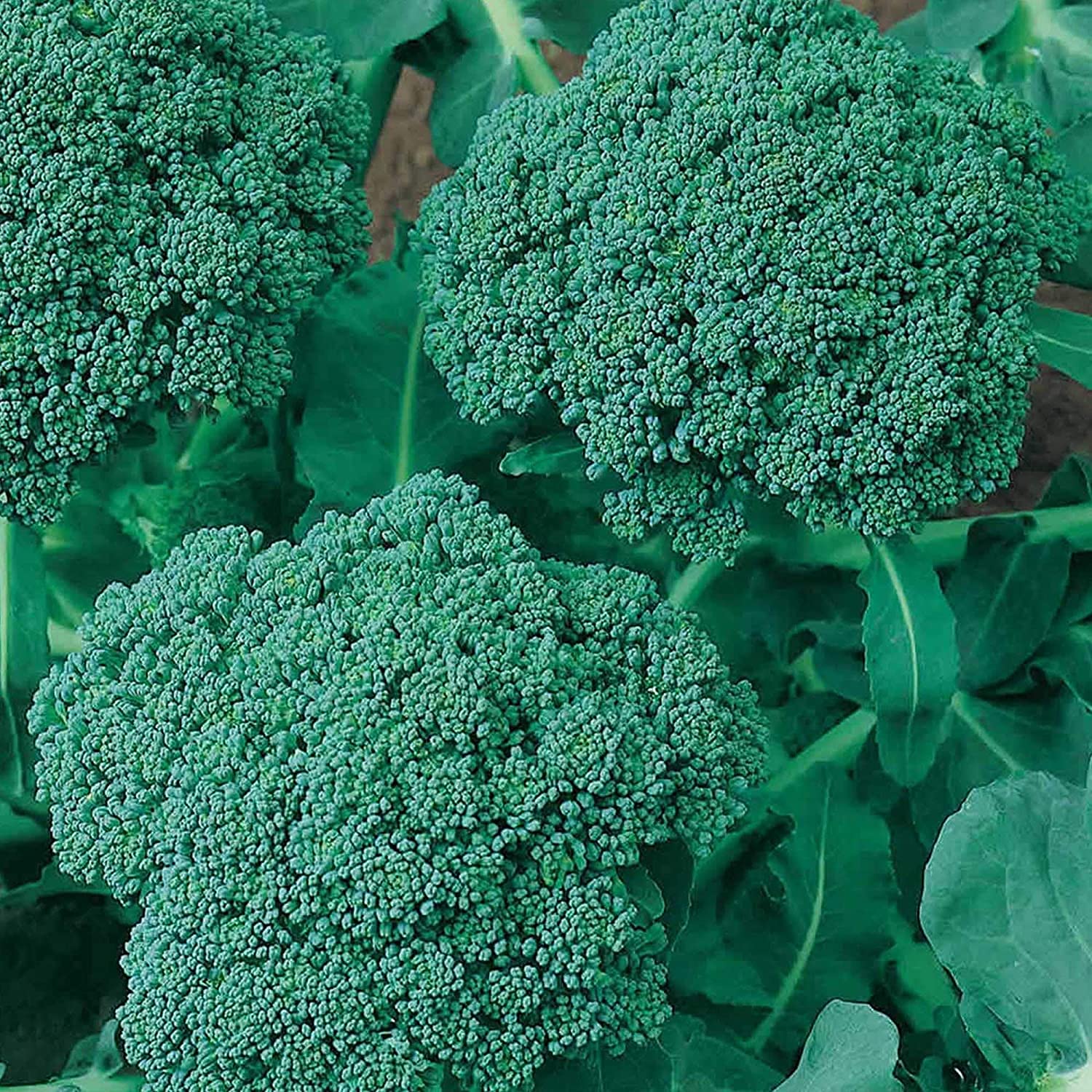 Organic Broccoli Seeds 100pcs - Non-GMO Heirloom for Home Gardening & Sprouts