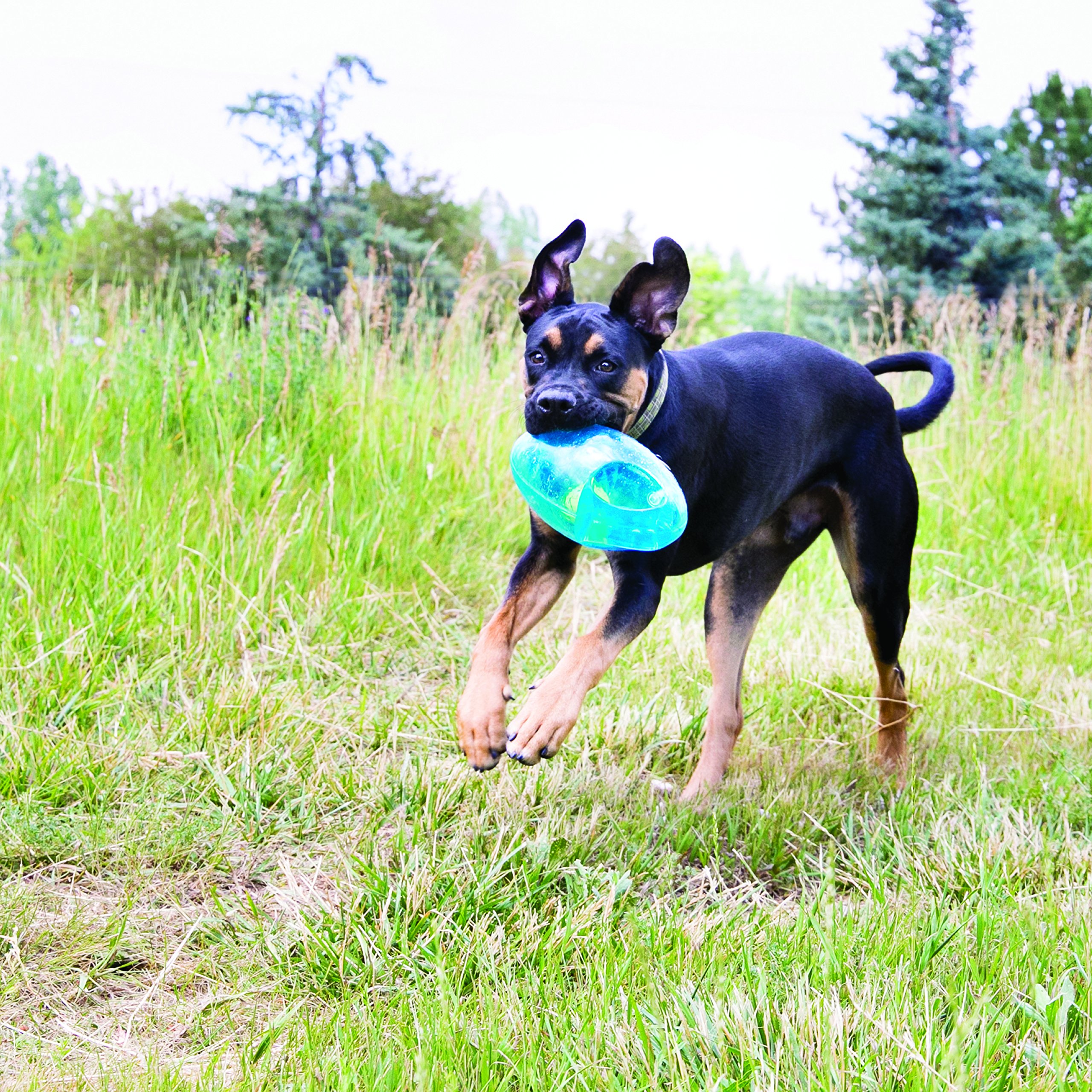 KONG Jumbler Football - Durable Interactive Dog Toy for Medium & Large Dogs - Fetch & Play with Tennis Ball - Best Dog Supplies for Playtime & Training - Perfect for Backyard, Park & Outdoor Fun