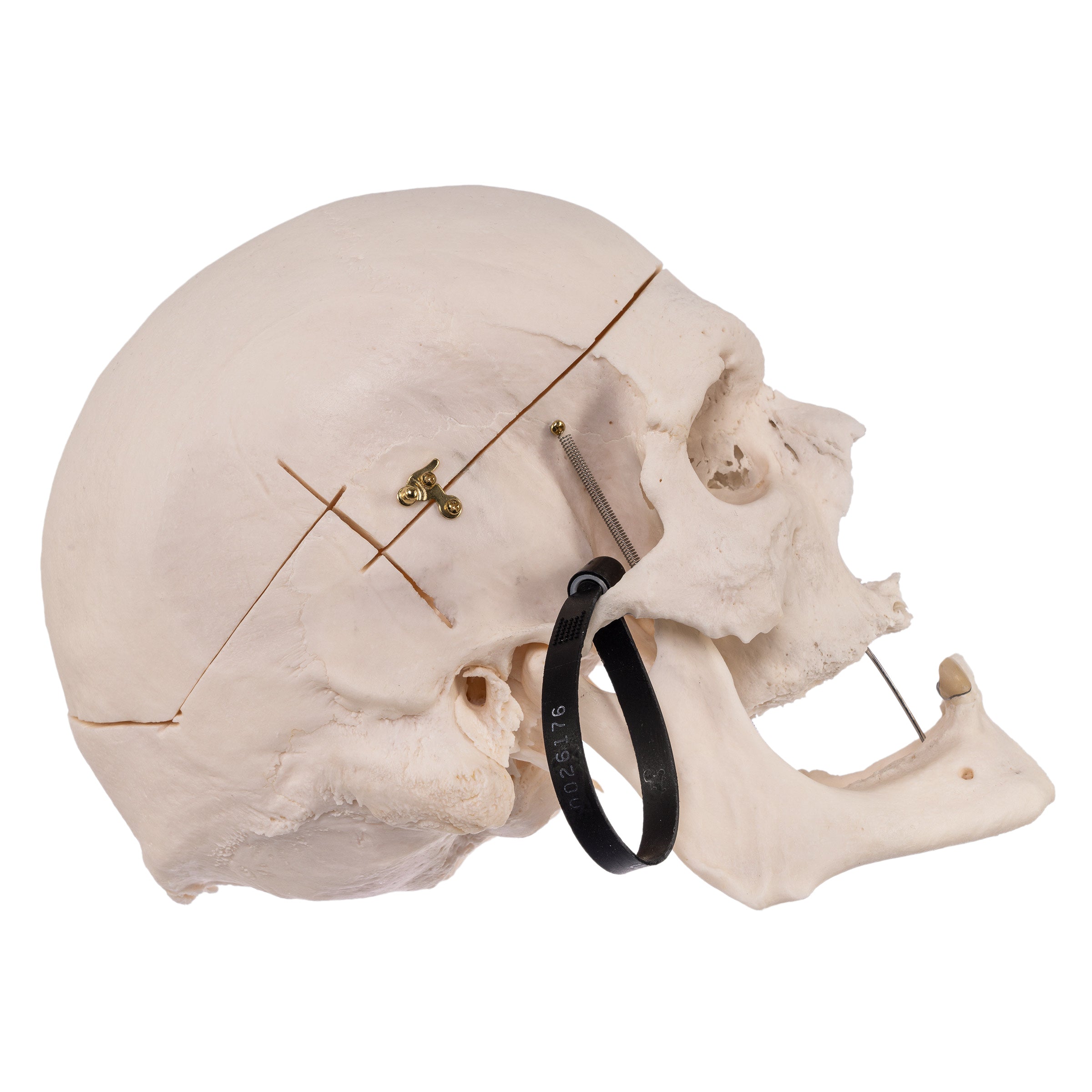 Premium Anatomical Human Skull Model for Medical Students & Researchers - Accurate Life-Size Replica for Anatomy Study, Classroom Teaching & Halloween Decor
