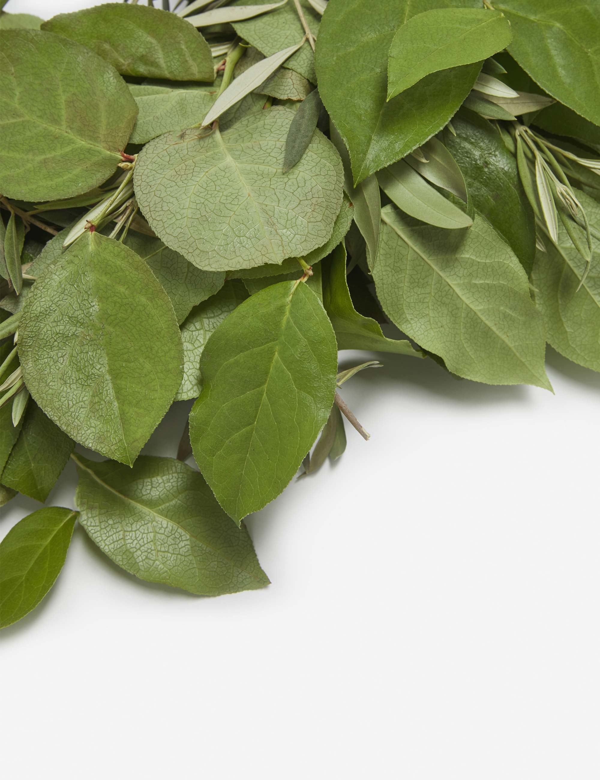 Handmade Olive and Lemon Leaf Wreath - Natural Fresh Greenery for Front Door, Wall Decor, Wedding & Home Decorations