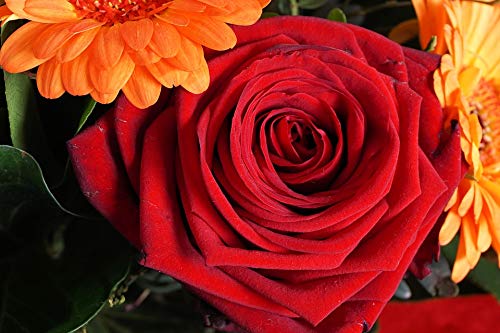 20x30 Inch Laminated Rose Bloom Poster - Vibrant Red Flower Wall Art for Home Decor, Living Room, Bedroom & Office - Durable Print Fits Standard Frames