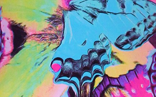 Butterfly Fusion