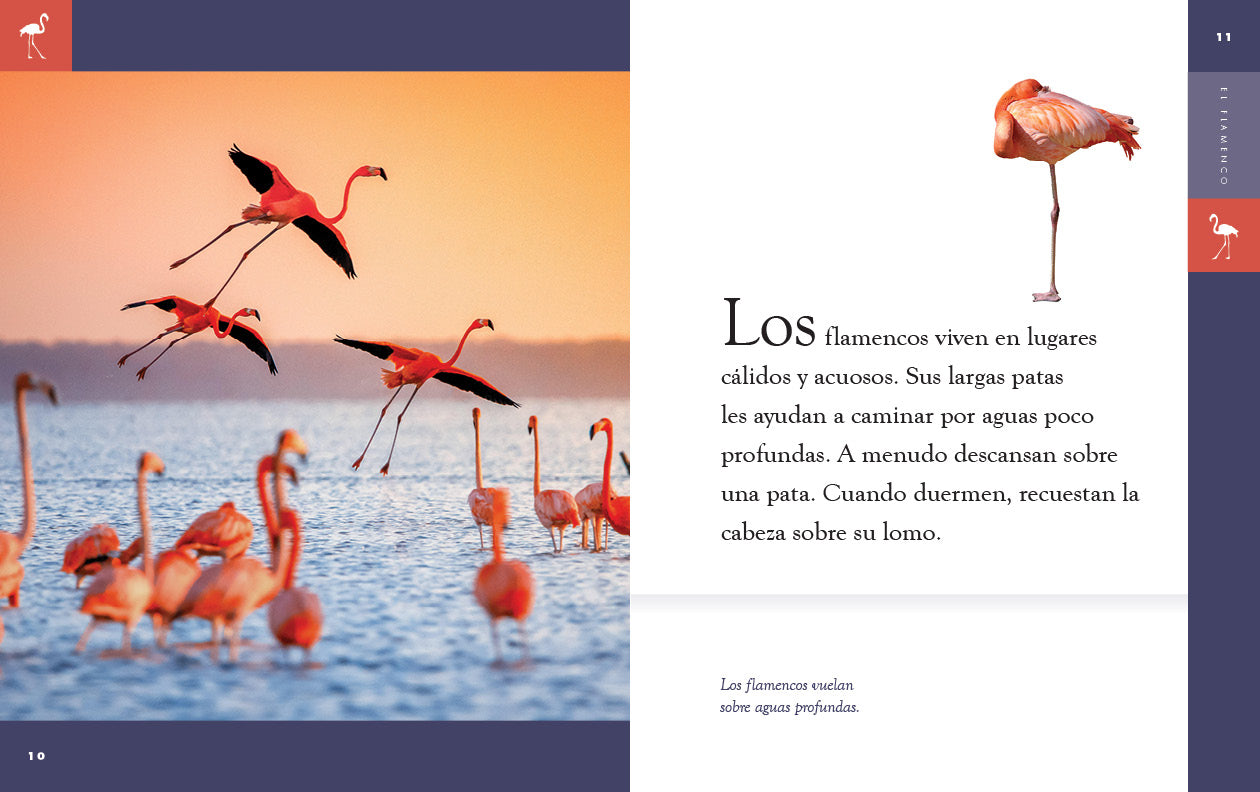El Flamenco Book 9781640266711 - Spanish Dance Culture & History - Perfect for Dance Enthusiasts & Spanish Culture Lovers