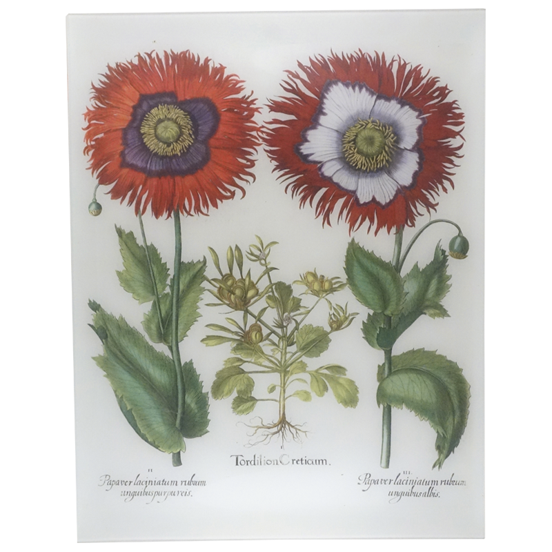 17T Besslers Poppies PNG - High-Quality Digital Floral Clipart for Scrapbooking, Invitations & DIY Crafts