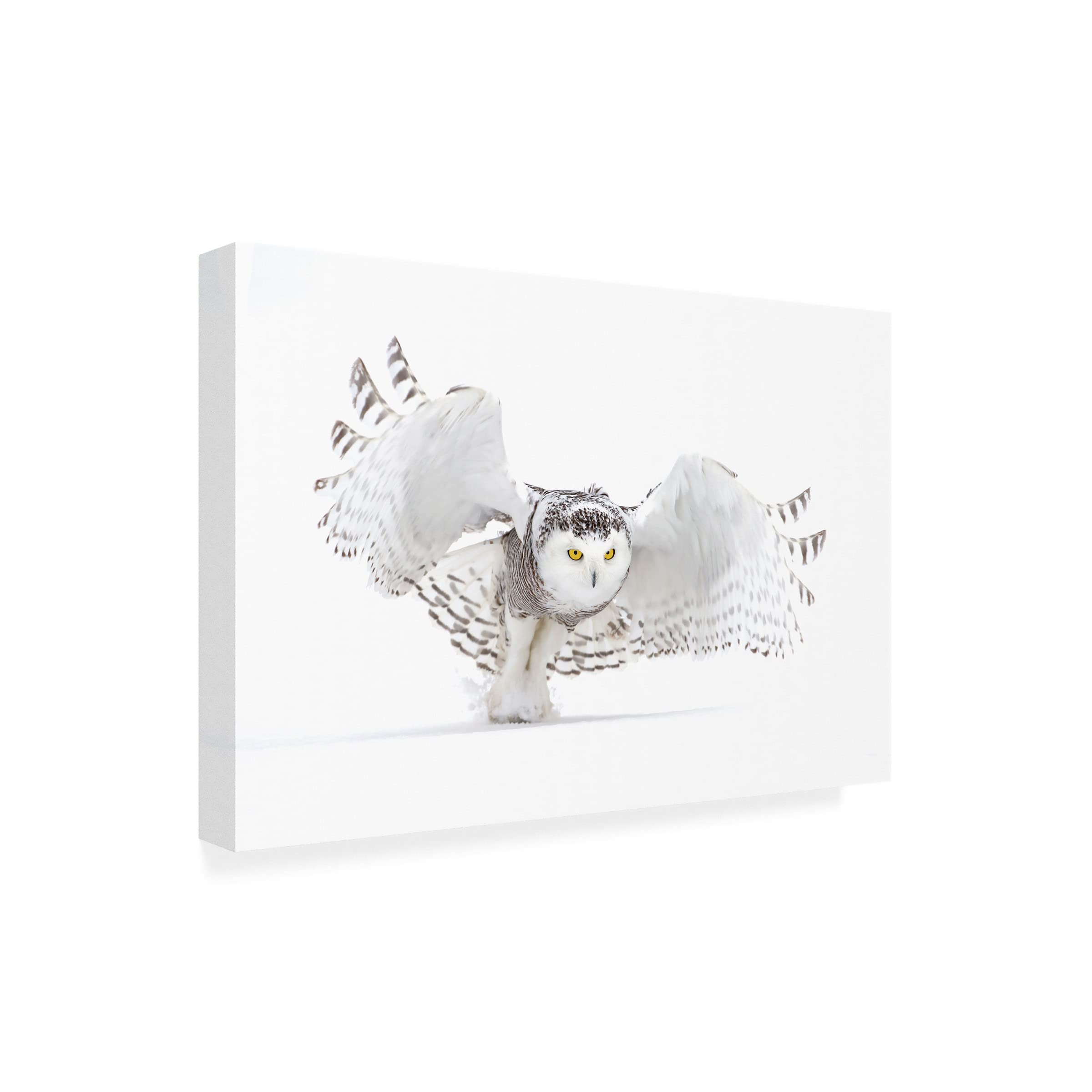 Trademark Fine Art 'Snowy Owl Jazz Wings' Canvas Wall Art by Jim Cumming - Perfect for Living Room, Bedroom & Office Decor