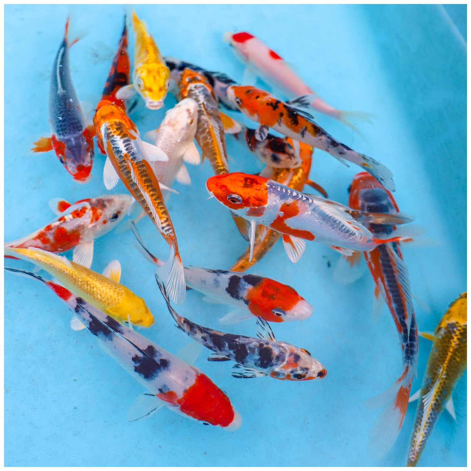 Natural Waterscapes Live Koi Fish Mix - 10 Pack of 3-5 Inch Colorful Pond Fish with Vibrant Patterns | Perfect for Outdoor Ponds, Water Gardens & Aquatic Decor | Koi Fish for Sale USA