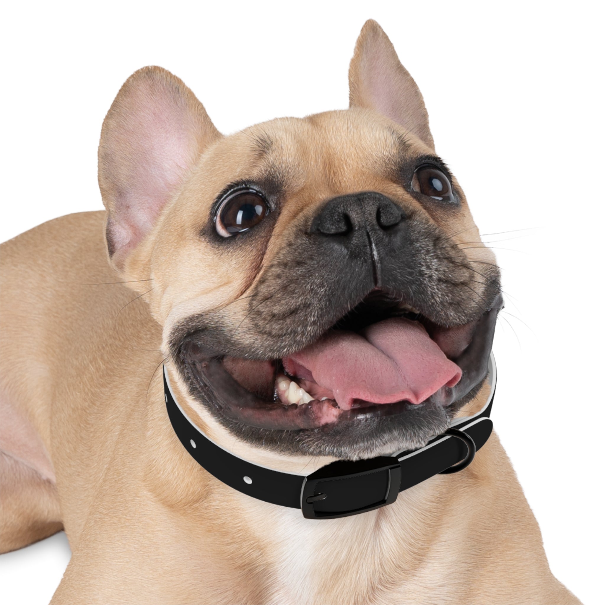 Premium Seawolves Dog Collar - Durable Nylon Pet Collar with Adjustable Buckle for Small Medium Large Dogs - Perfect for Walking, Training & Outdoor Adventures