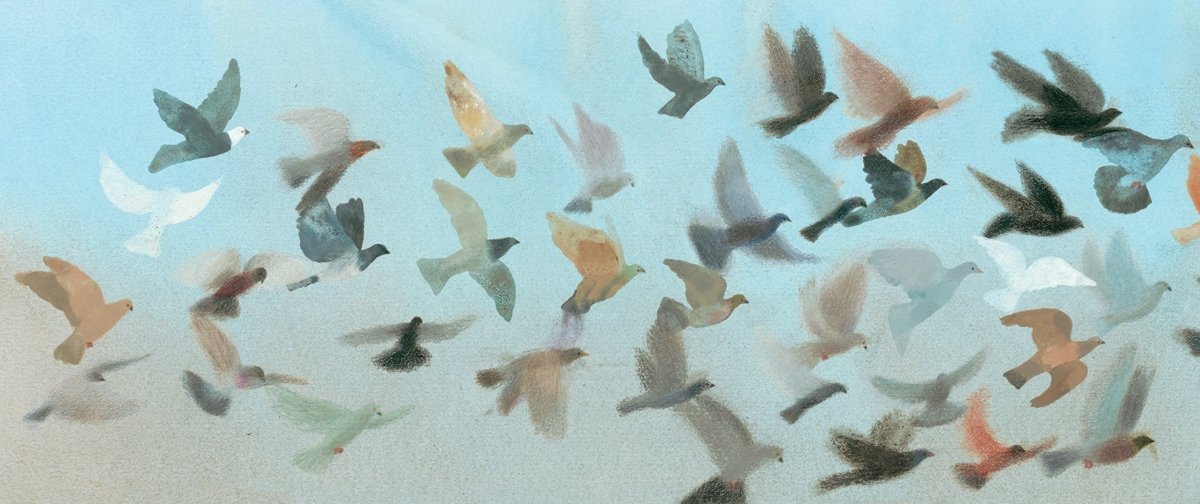 Nicola Davies: King of the Sky - Illustrated by Laura Carlin | Paperback Children's Book | Perfect for Bedtime Stories & Classroom Reading
