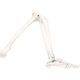 3B Anatomical Model - Loose Bones, Leg Skeleton, Left - Perfect for Medical Students, Anatomy Classes & Science Education